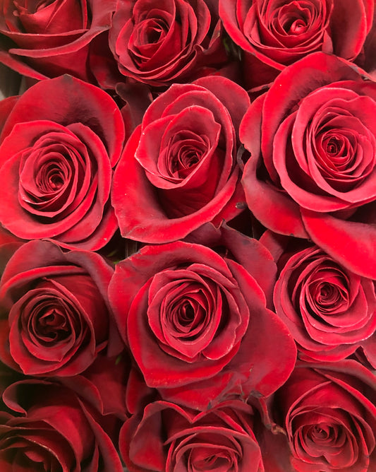 Single Colored Long Stemmed Roses